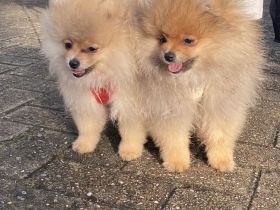 Pomeranian Zwergspitz mit Ahnentafel