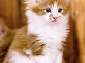 von Schloss Bönnigheim