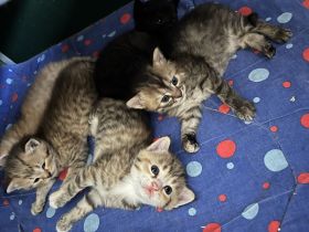 BKH Babykatzen zu verkaufen