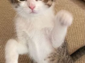 Drei Kätzchen und ihre Katzenmama in liebevolle Hände abzugeben