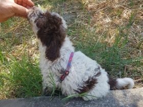 Lagotto Romagnolo Welpen