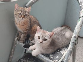 BKH Kitten 03.04.2023 männlich + weiblich