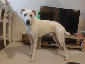 Wer zeigt dem süßen Yuri das Leben?