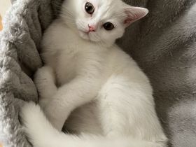 Bkh Kitten suchen ein schönes zu Hause