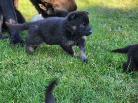 Deutsche Schäferhund Welpen grau/schwarz