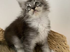 https://mugentekimainecoons.jimdofree.com/kitten/
