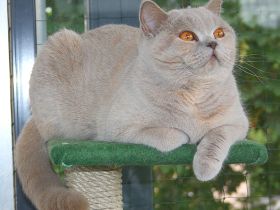 zwingervomaalemannufer