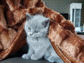 Bkh Kitten zu verkaufen