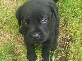 Reinrassige Labradorwelpen