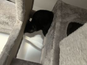 3baby Katzen komplett schwarz