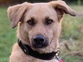 Fanta, geb. ca.05/2017, lebt bei einer Familie in 48317 Drensteinfurt