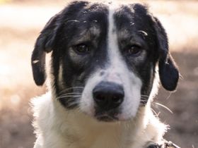 Claude Monet, geb. ca. 02/2021, lebt auf einer Pflegestelle in 52391 Vettweiß