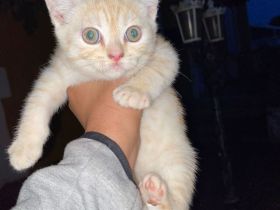 Baby Katze mix bHK