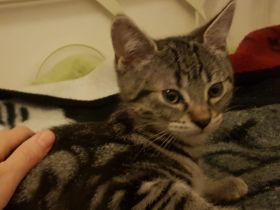 Babykatze sucht Zuhause