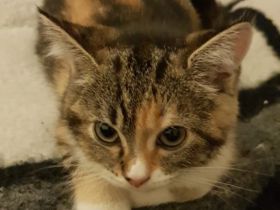 Babykatze sucht Zuhause
