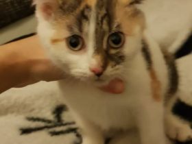 Babykatze sucht Zuhause