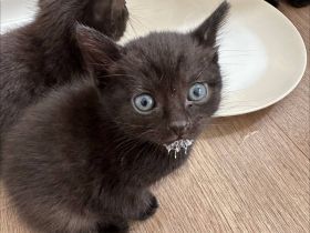 Kätzchen zum Verkauf: Suchen liebevolles Zuhause