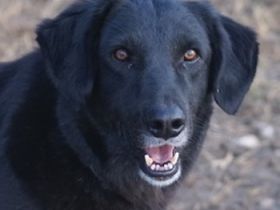 Swarzi, geb. 02/2018, lebt in GRIECHENLAND, im städt. Tierheim Serres