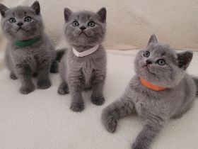 Reinrassige britisch Kurzhaar