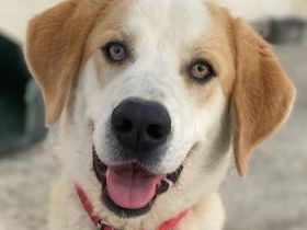 Nikki, geb. ca. 06/2022, lebt in GRIECHENLAND, im städt. Tierheim Serres