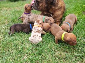 Old english Bulldog Welpen