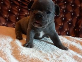Welpen französische Bulldogen in blau geboren Anfang Juli