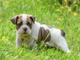 Französische Bulldogge Welpe