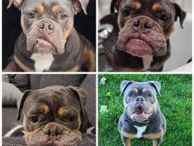 Old englisch Bulldogge sucht ruhiges Körbchen für Lebensabend
