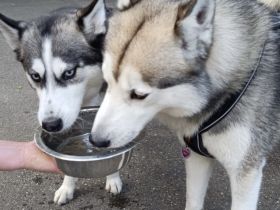 Reinrassige Sibirian Husky Welpen zu verkaufen