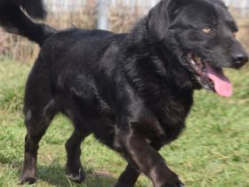 Poldi, freundlicher, ruhiger Senior, Einzelprinz, sucht schönes Zuhause