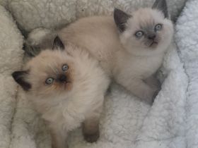 BKH kitten suchen zuhause