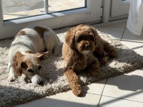 Hunderesidenz betreut ihren 4-Beiner