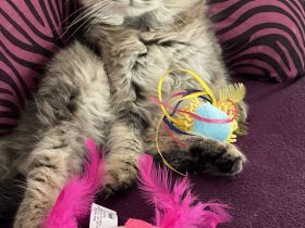 Süße Blh Kätzchen weiblich