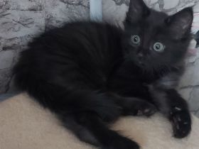 Siam/bkh kitten      letzten beide Mädels suchen ihr Traum Zuhause