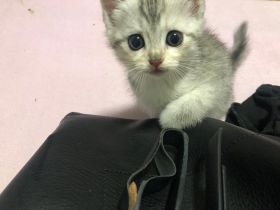 Süße Katzenbabys zu verkaufen