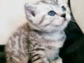 BKH Britisch Kurzhaar Whiskas Kitten Stammbaum