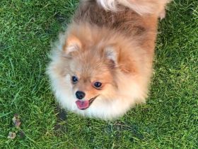 Zwergspitz Pomeranian teddy Weibchen