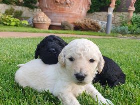 Pudelwelpen mit Pedigree aus Championship-Familie 1200 Euro (Lieferung in ganzen EU)