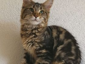 Maine Coon Girl