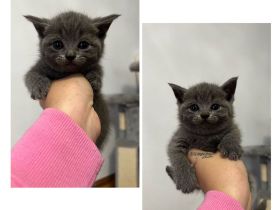 ❤️2 BKH Mäuse suchen zuhause❤️