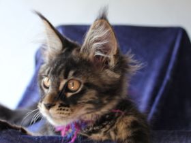 Coonies vom Calverbühl