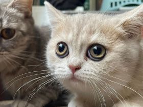 British Kurzhaar Baby’s suchen ein Zuhause!