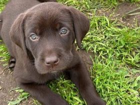 Reinrassige Labrador Hündin Welpe