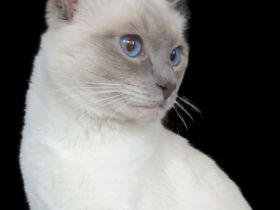 Deckkater reinrassiger Siamkater Lilac-Point