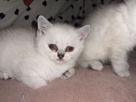 Britisch Kurzhaar Kitten