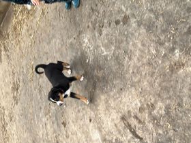 Schweizer Sennenhund Welpen