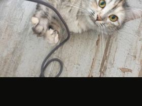 14 Monate alte Siam BKH Mix Katze 🐱