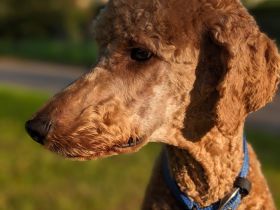 Deckrüde Großpudel für Pudel und Doodle mit ZTP