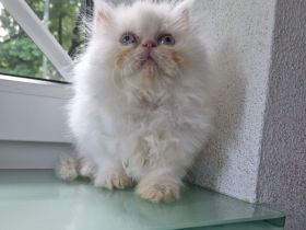 Perser Kitten