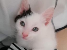 Huhu, ich bin Zaubermaus Mitzi!